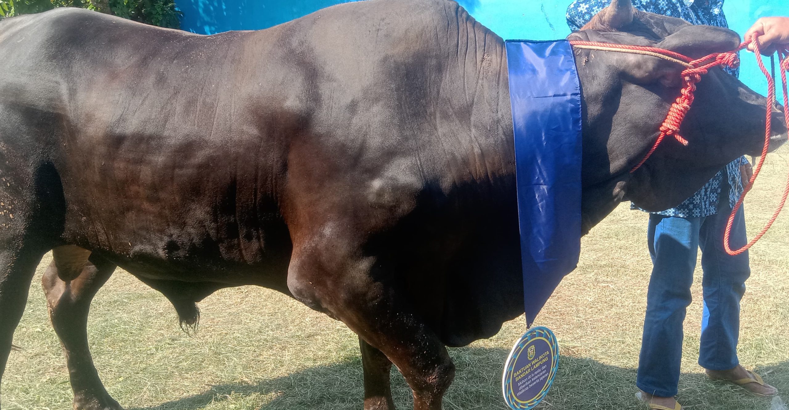 Walikota Eva Dwiana Salurkan 93 Hewan Qurban