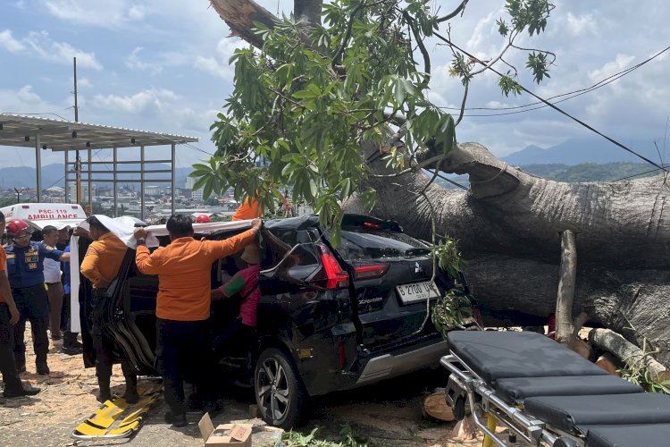 Pohon Raksasa Timpa Dua Mobil di Bukit Randu, Satu Pengemudi Terjepit Ringsek