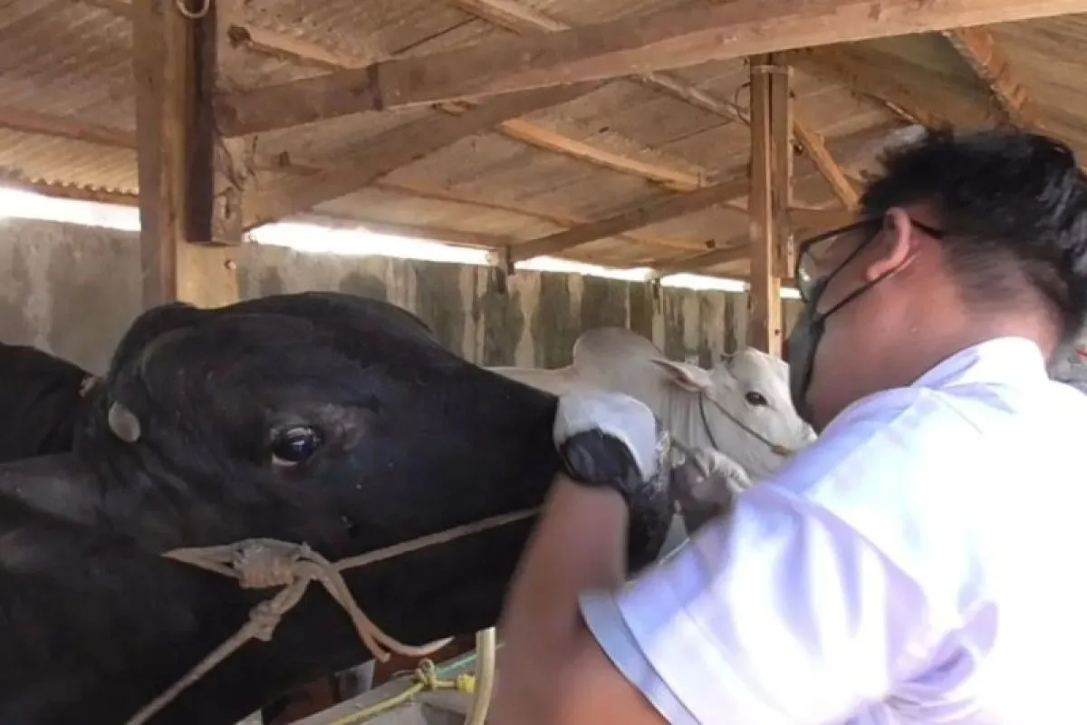 Amankan Stok Daging Lebaran, Pemkot Bandar Lampung “Pagar” Hewan Ternak dengan 500 Vaksin PMK