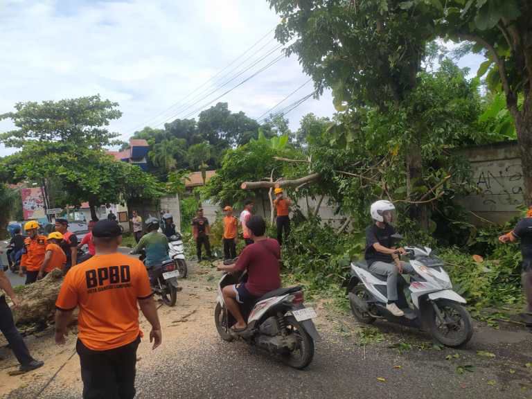 Sinergi Cepat BPBD dan Pemerintah Kota Bandar Lampung Tangani Pohon Tumbang dalam 15 Menit