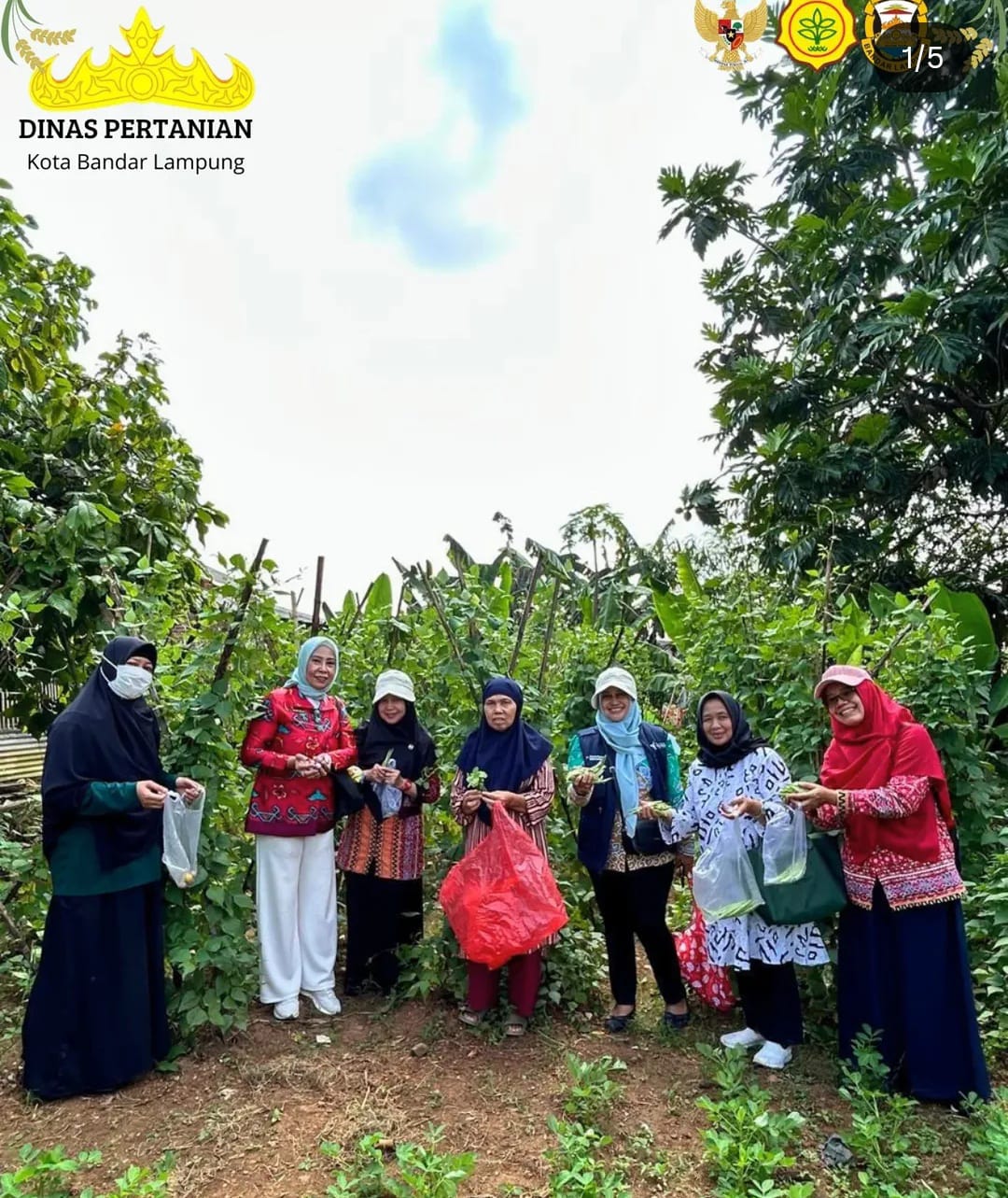 80 KWT di Bandar Lampung Bergerak: Urban Farming Jadi Kunci Ketahanan Pangan Keluarga